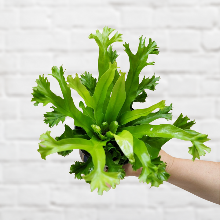 Bird's Nest Fern Crissie - Shop Online!