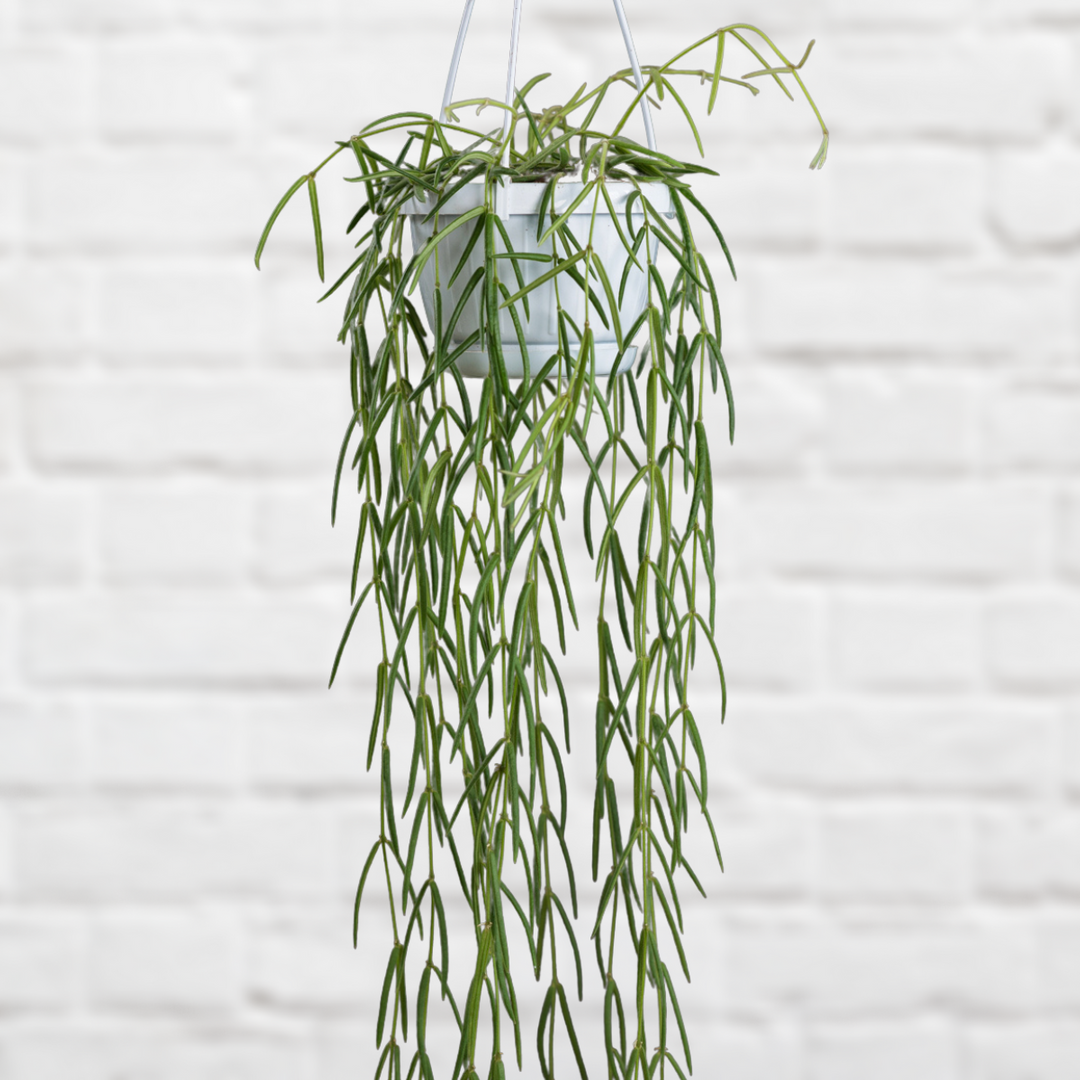 Hoya Linearis - Shop Online!