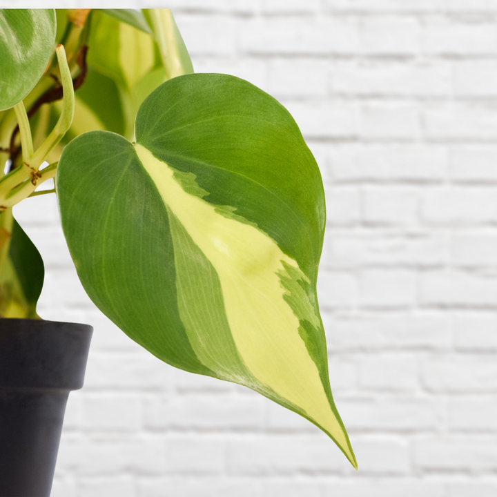 Philodendron Brasil - Shop Online!
