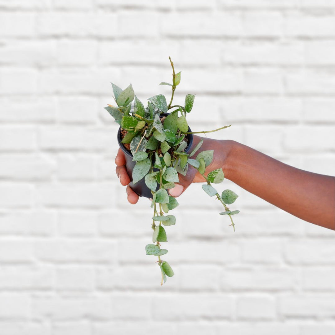 Hoya Krohniana - Super Eskimo - Shop Online!