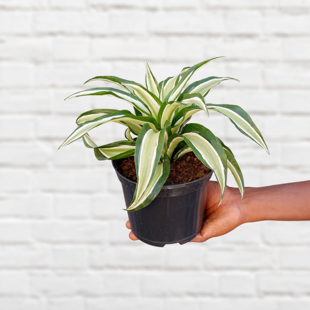 Dragon Tree - Malaika - Shop Online!