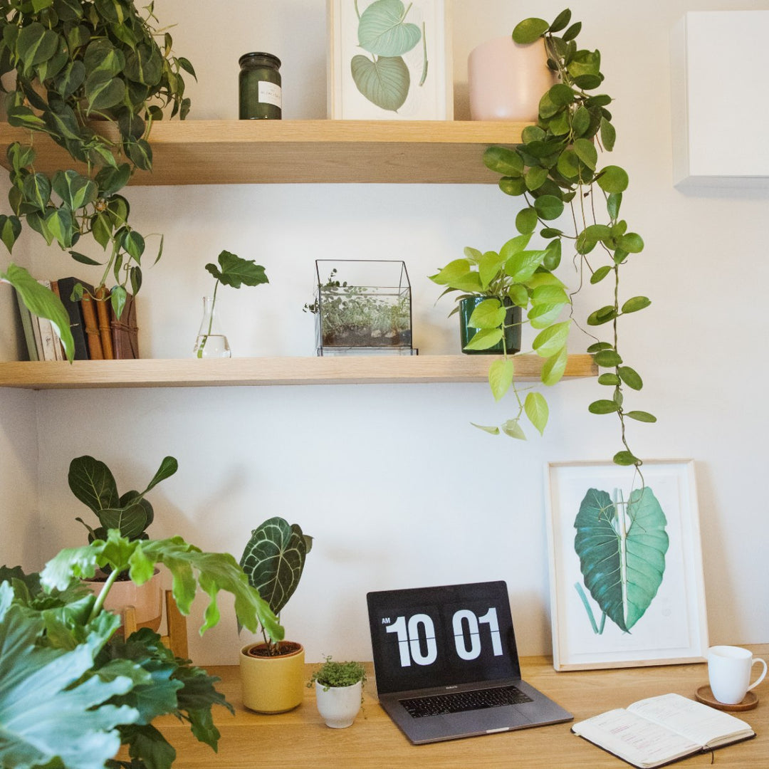 Framed Print - Philodendron Leaf - Shop Online!