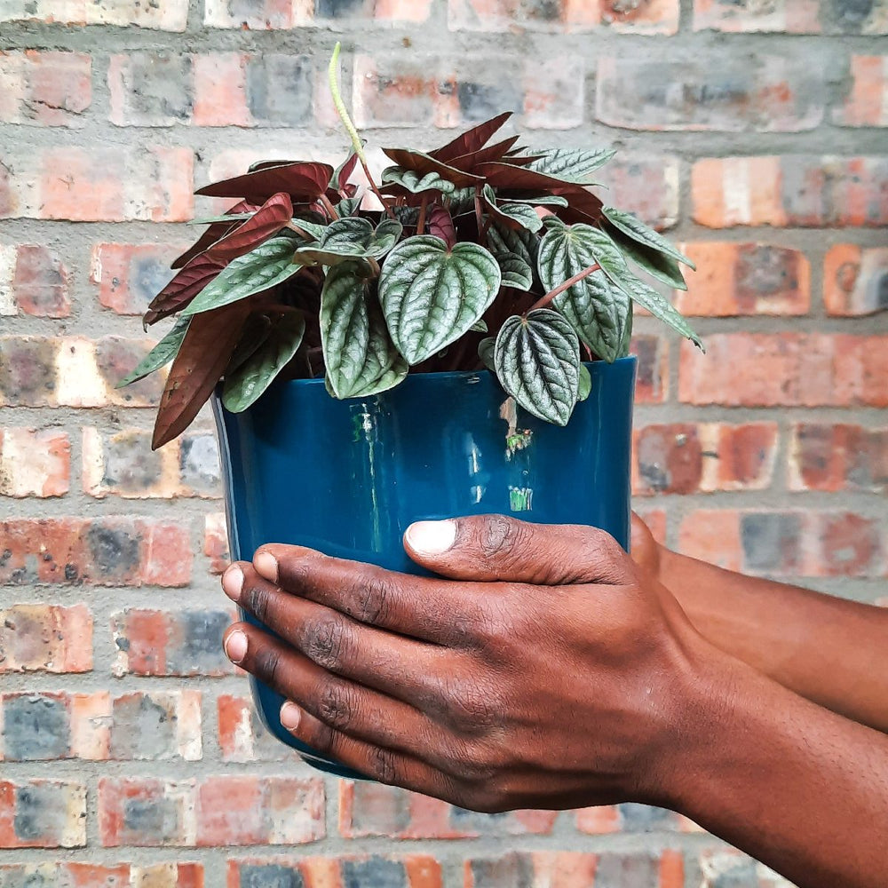Emerald Ripple Peperomia - Shop Online!