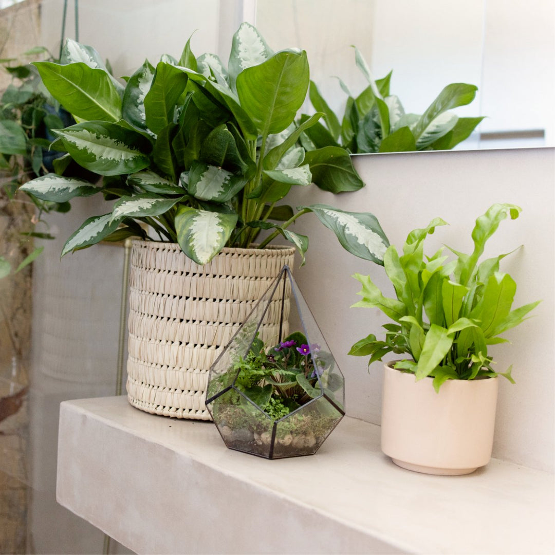 Basket - Fundo - Shop Online!