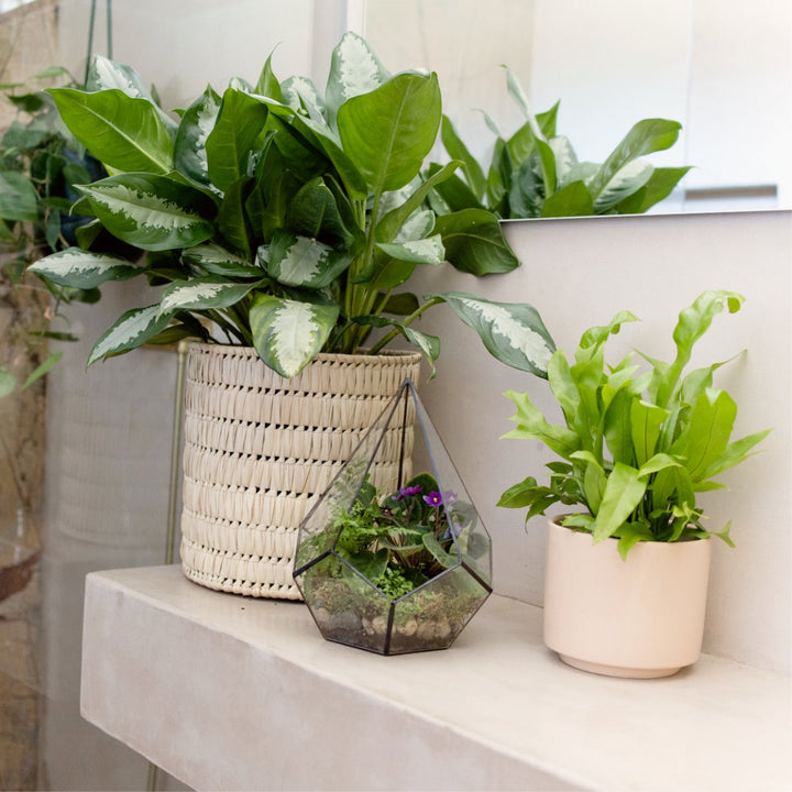 Chinese Evergreen - Pattaya Beauty - Shop Online!