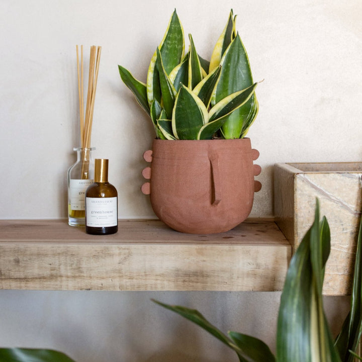 Mother In Law's Tongue - Shop Online!