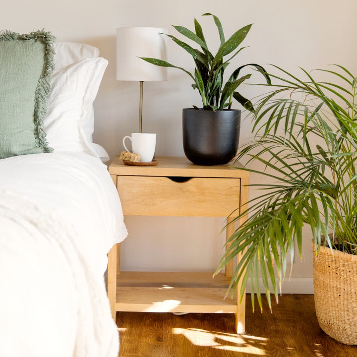 Speckled Cast Iron Plant - Shop Online!
