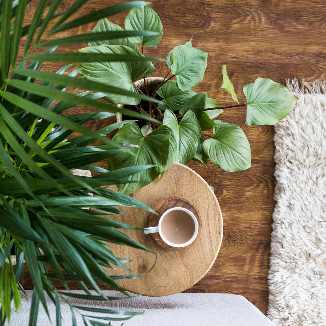 Homalomena Maggy - Shop Online!