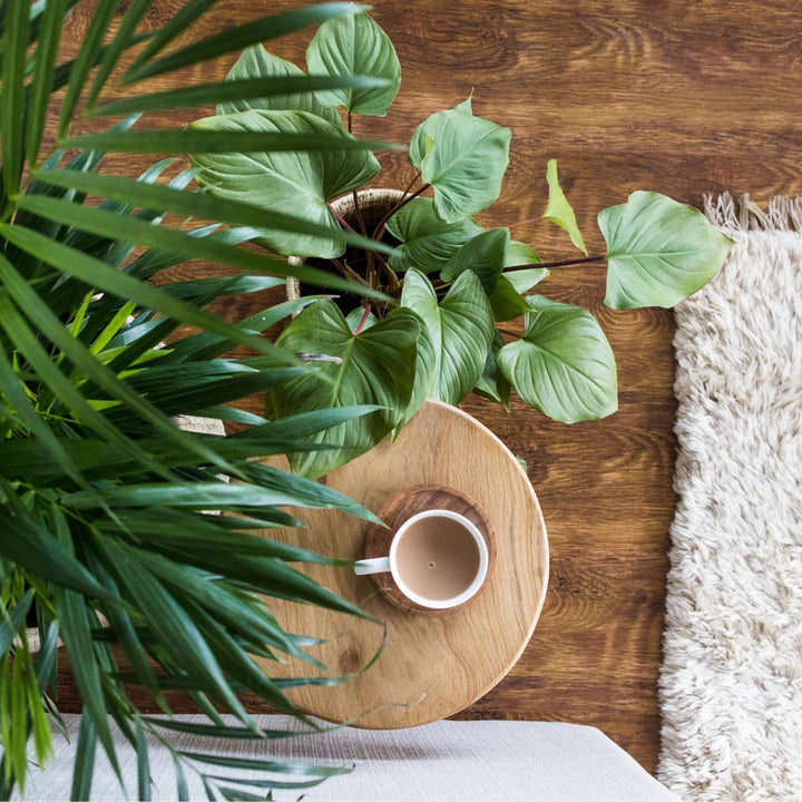 Homalomena Maggy - Shop Online!