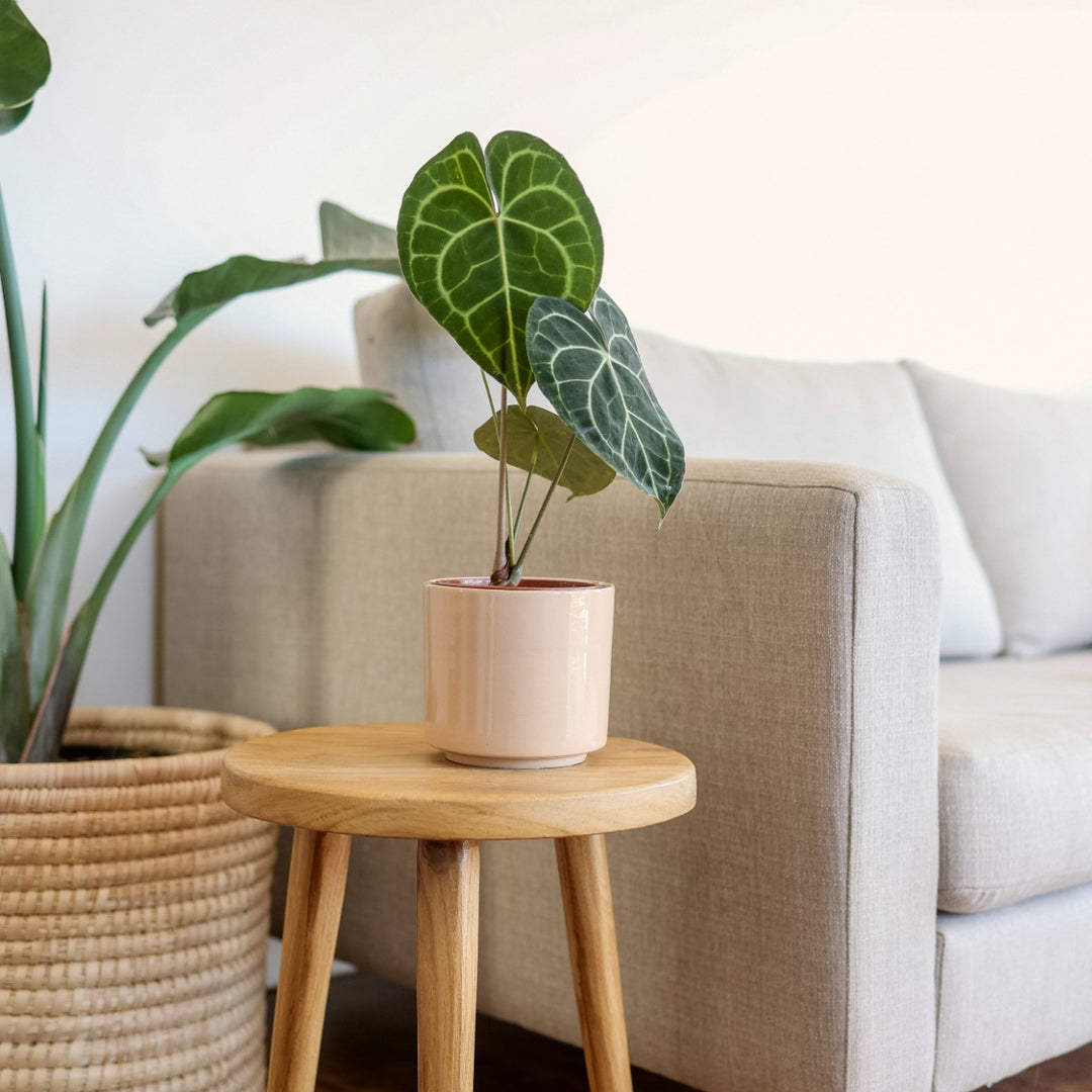 Anthurium Clarinervium - Shop Online!