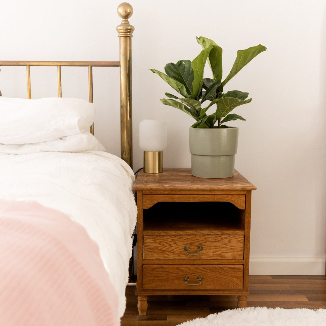 Fiddle Leaf Fig - Shop Online!