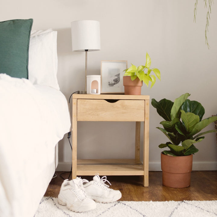 Fiddle Leaf Fig - Medium - Shop Online!