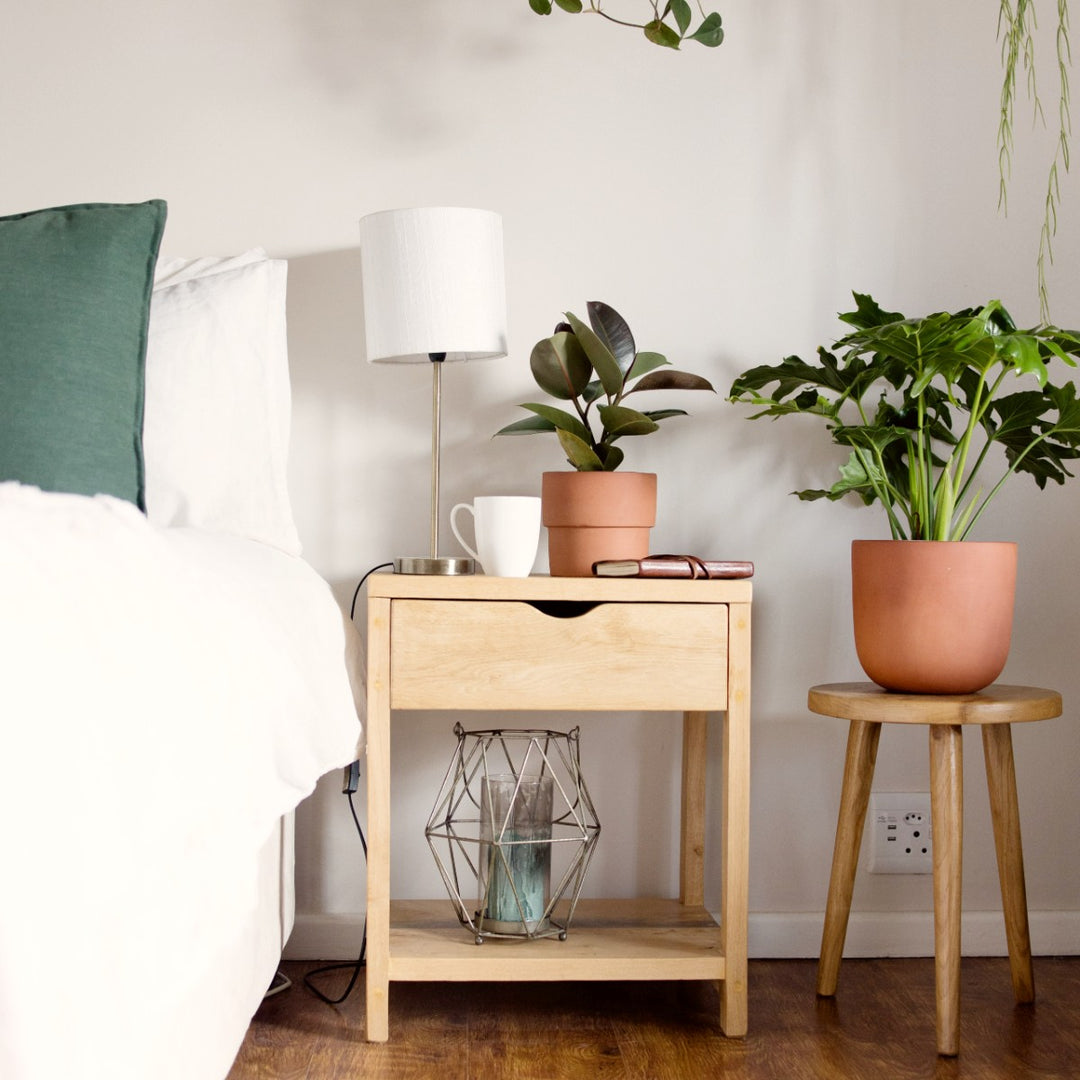 Rubber Tree - Robusta - Shop Online!