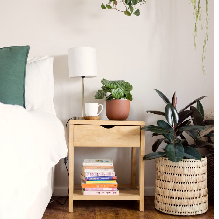 Calathea Orbifolia - LARGE - Shop Online!