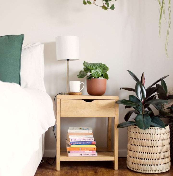 Calathea Orbifolia - Shop Online!