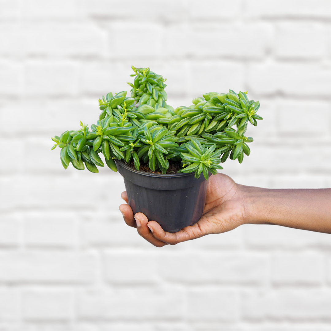 Taco Plant - Shop Online!