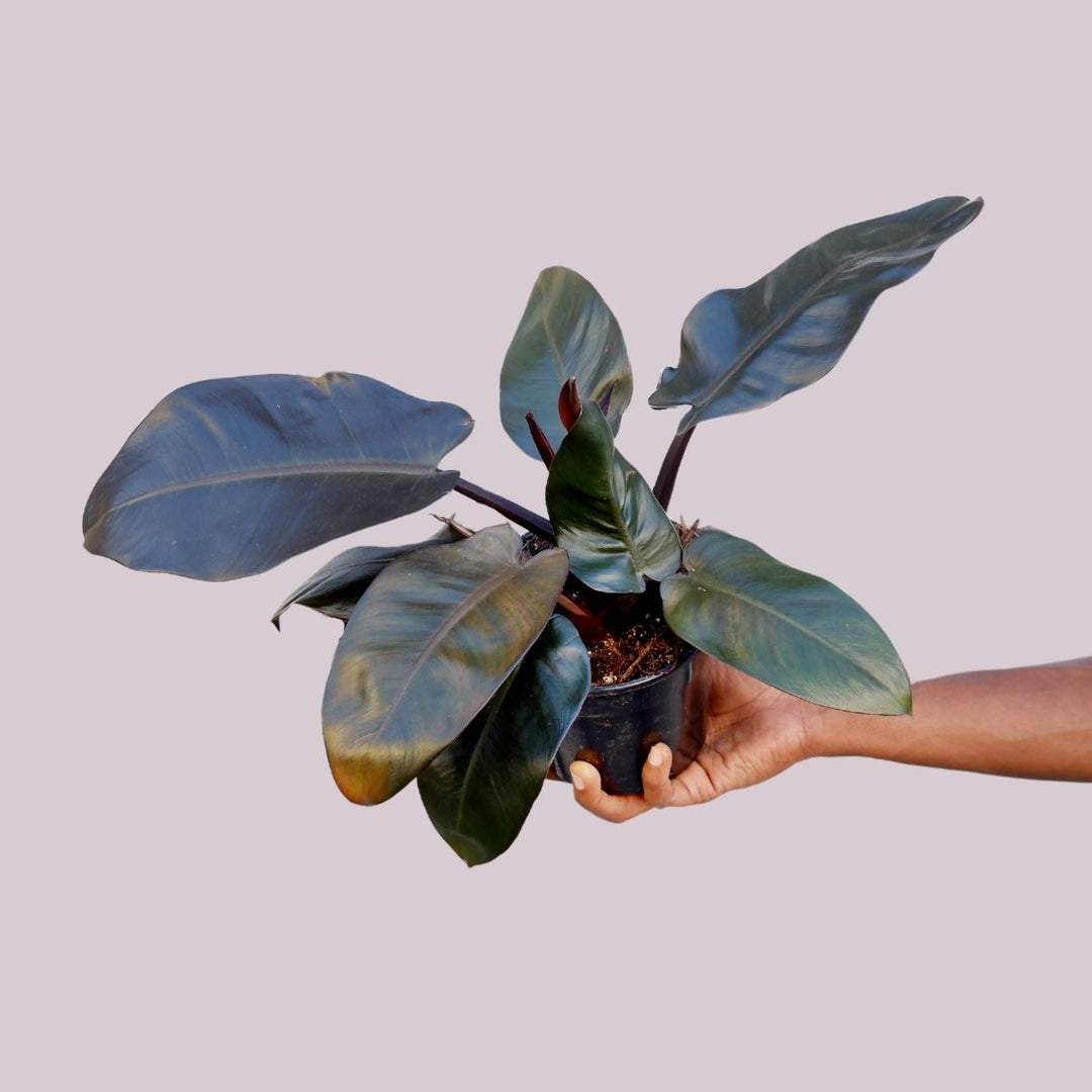 Philodendron Black Cardinal - Shop Online!