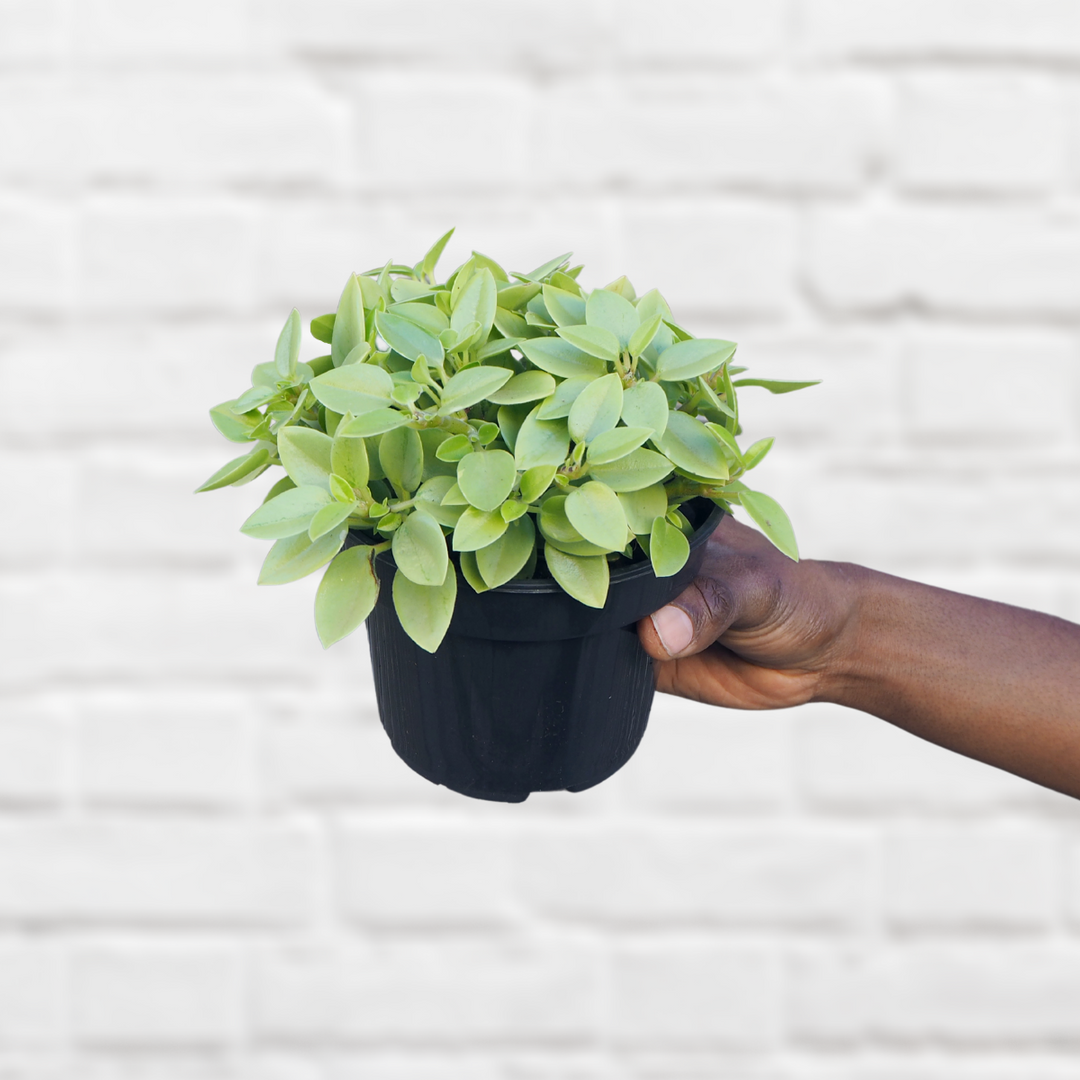 Teardrop Peperomia - Pixie Lime - Shop Online!
