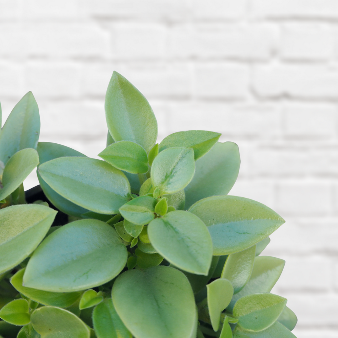 Teardrop Peperomia - Pixie Lime - Shop Online!