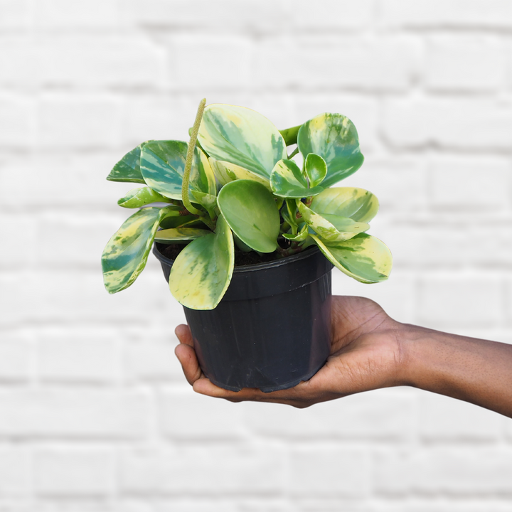 Baby Rubber Plant - Marble - Shop Online!