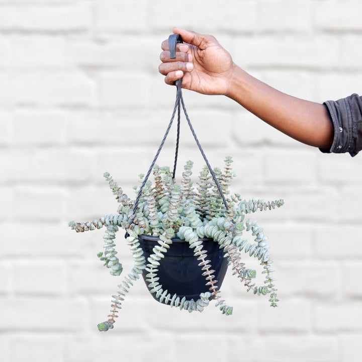 Crassula - String of Buttons - Shop Online!