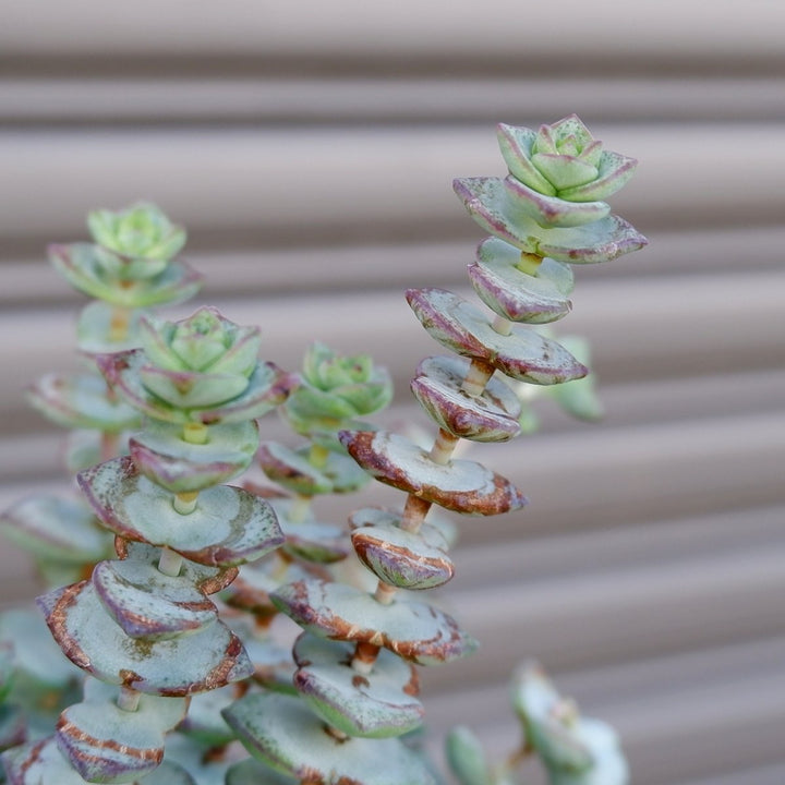 Crassula - String of Buttons - Shop Online!
