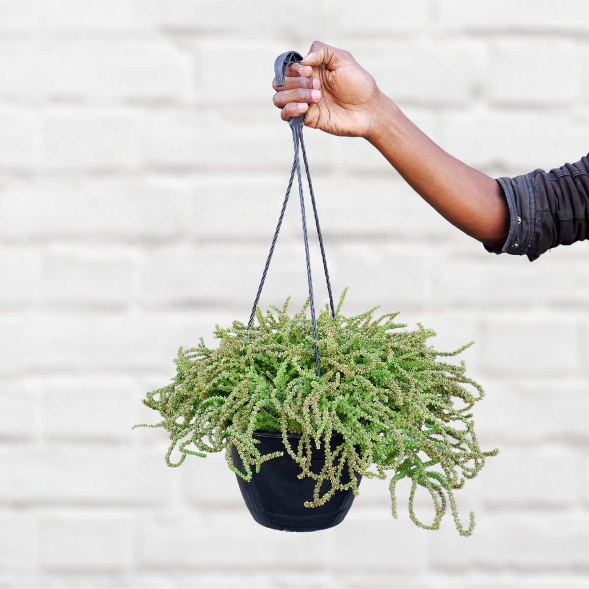 succulent watch chain Crassula - Watch Chain