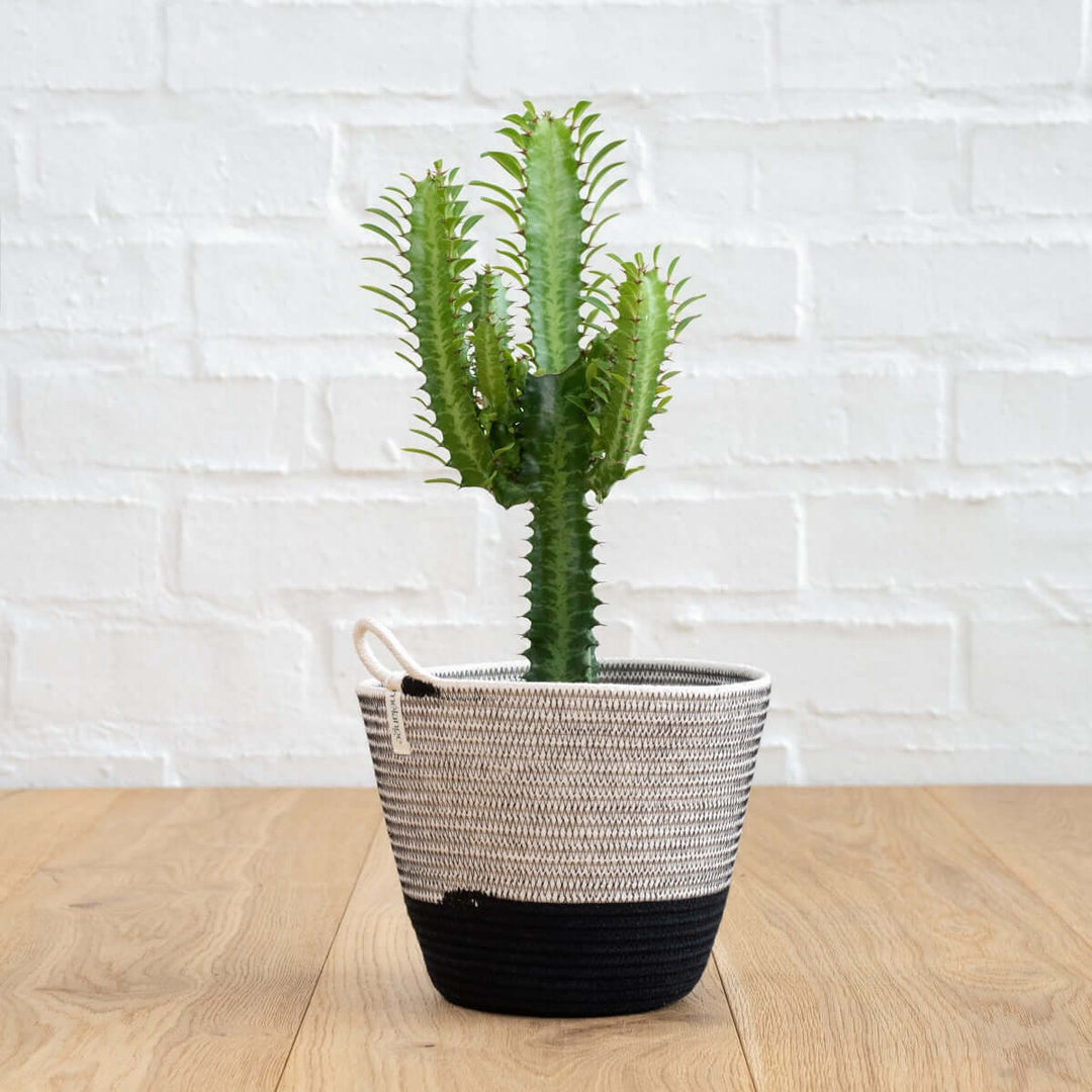 African Milk Tree - Shop Online!