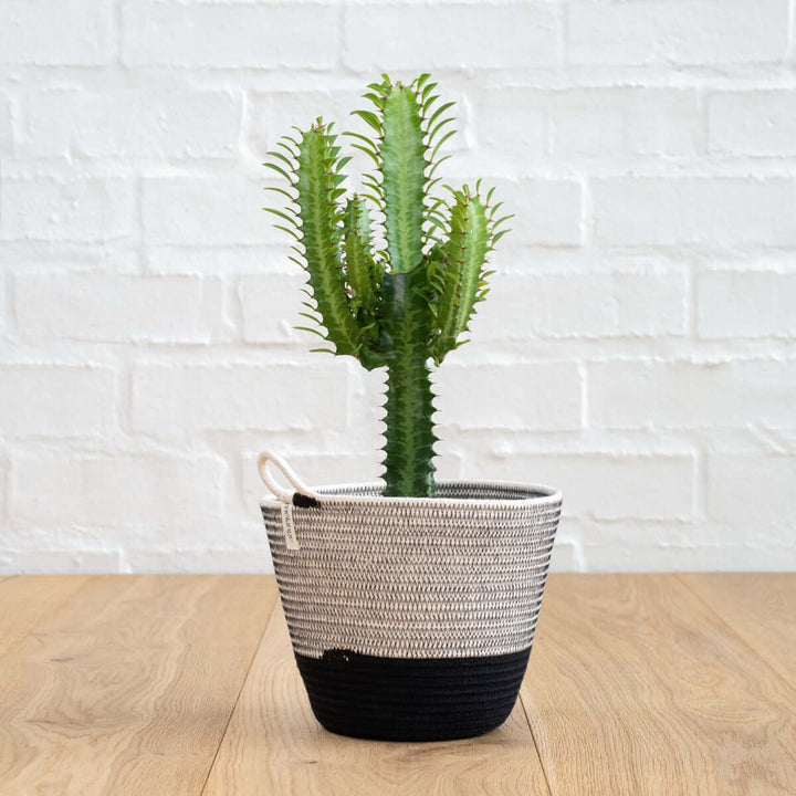 African Milk Tree - Shop Online!