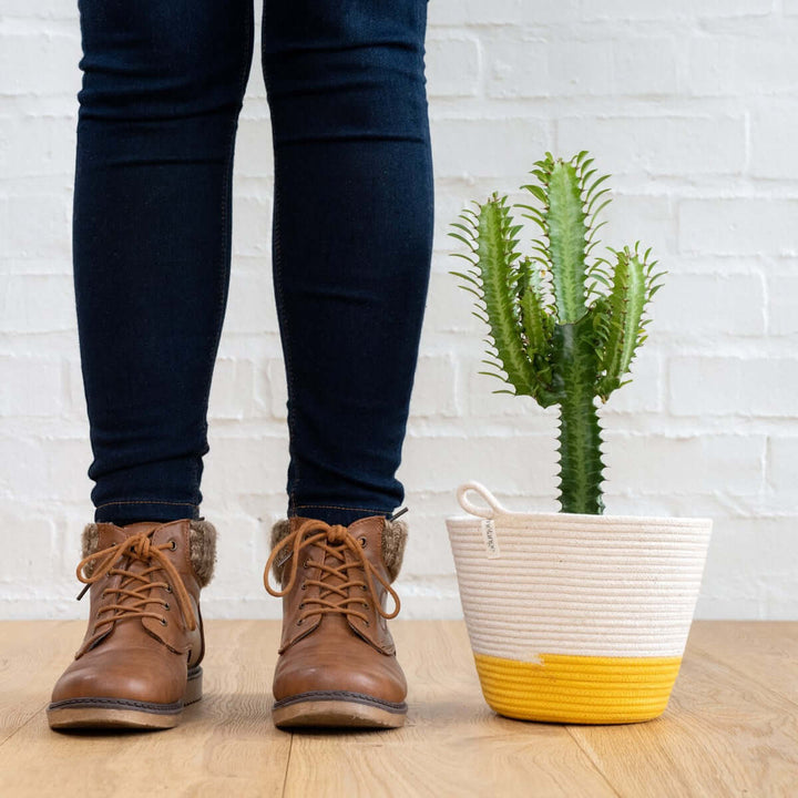 African Milk Tree - Shop Online!