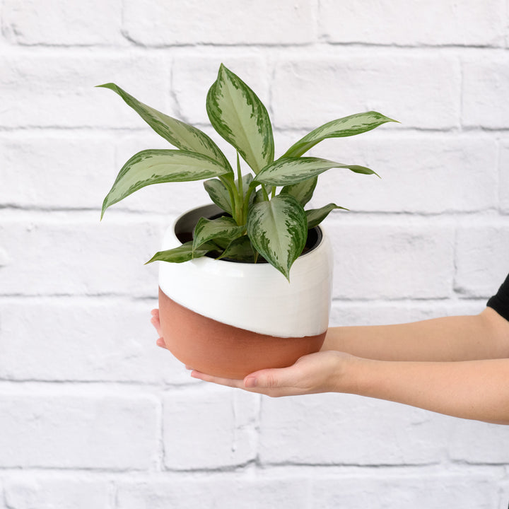 Chinese Evergreen - Silver Bay - Shop Online!