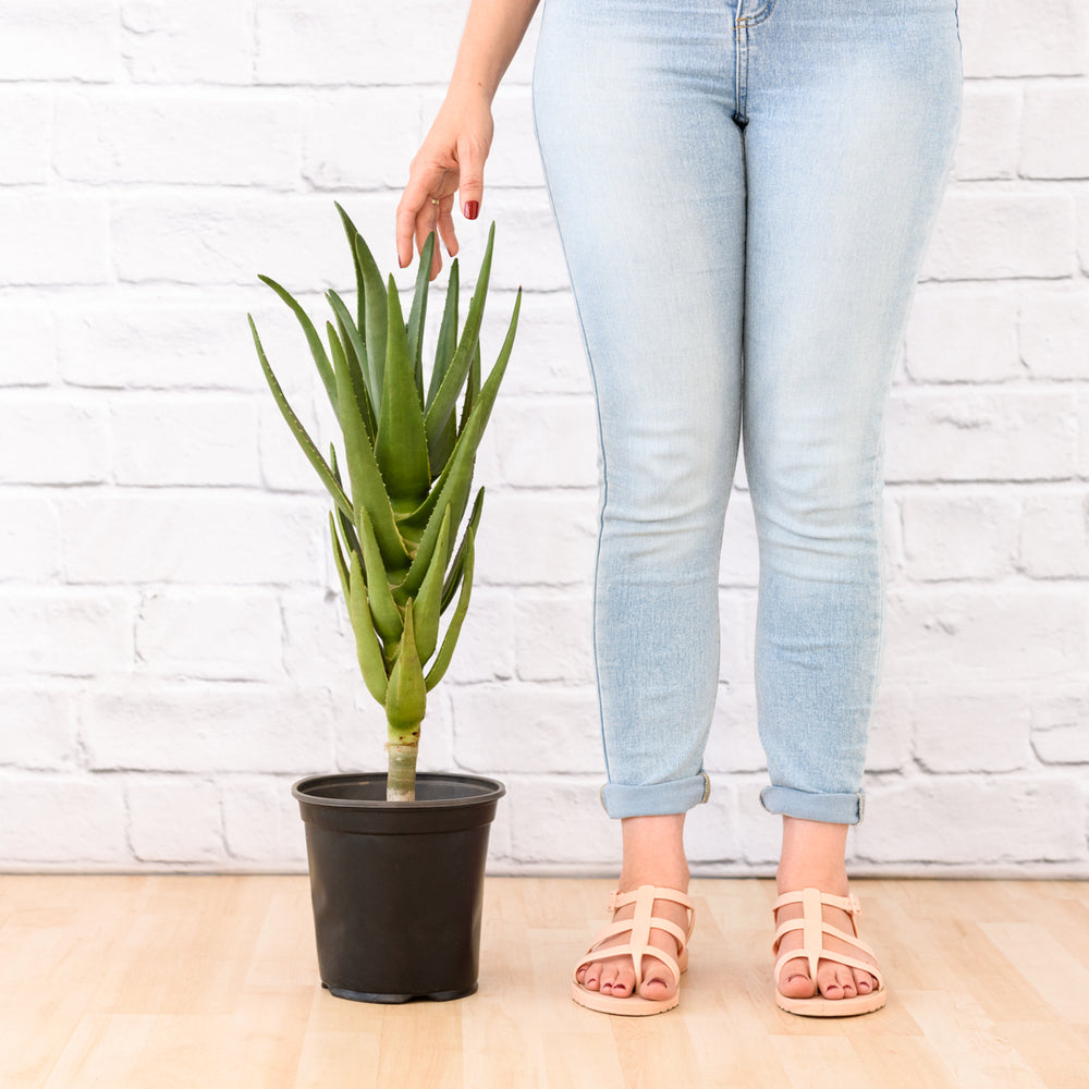 Aloe Masada - Shop Online!