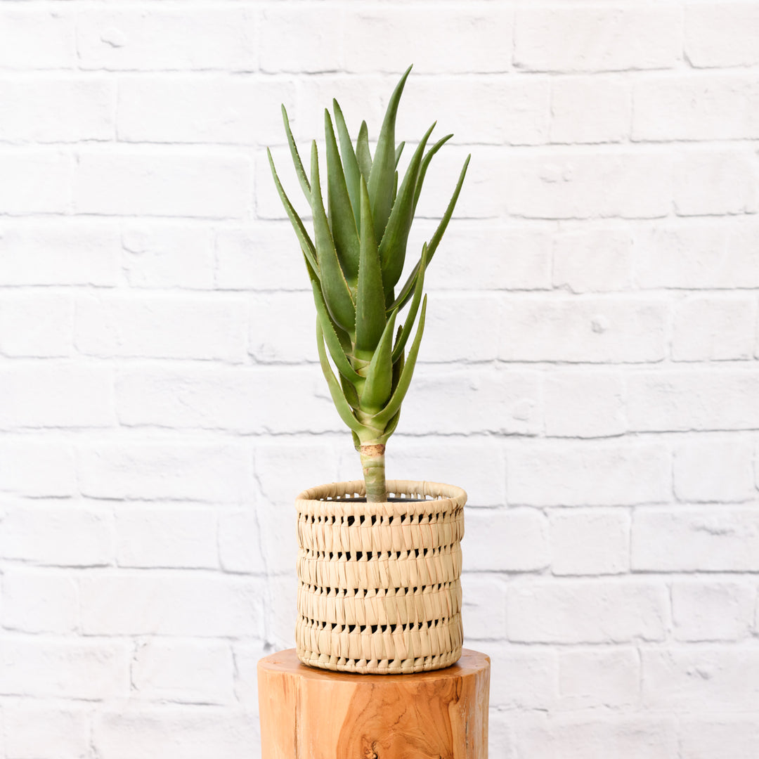 Aloe Masada - Shop Online!