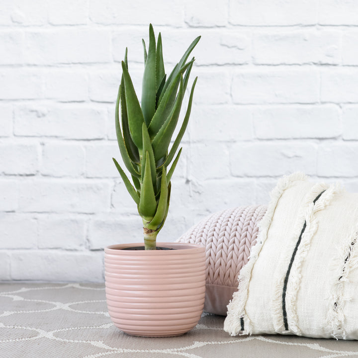 Aloe Masada - Shop Online!