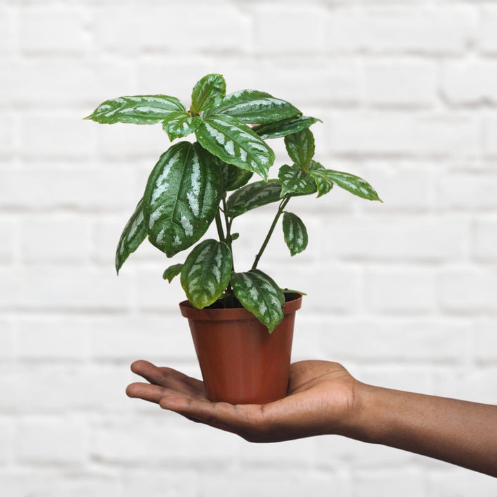 Aluminum Plant - Shop Online!