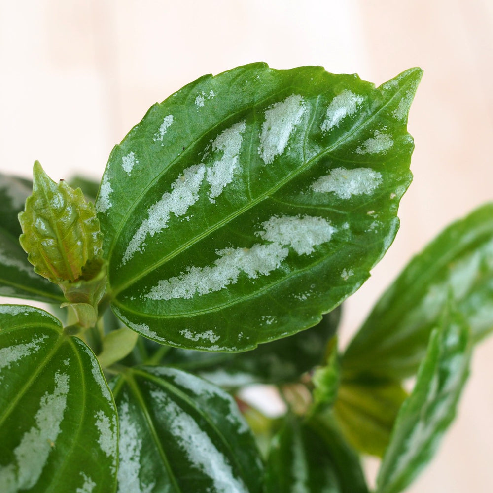 Aluminum Plant - Shop Online!