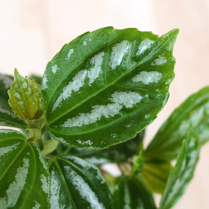 Aluminum Plant - Shop Online!