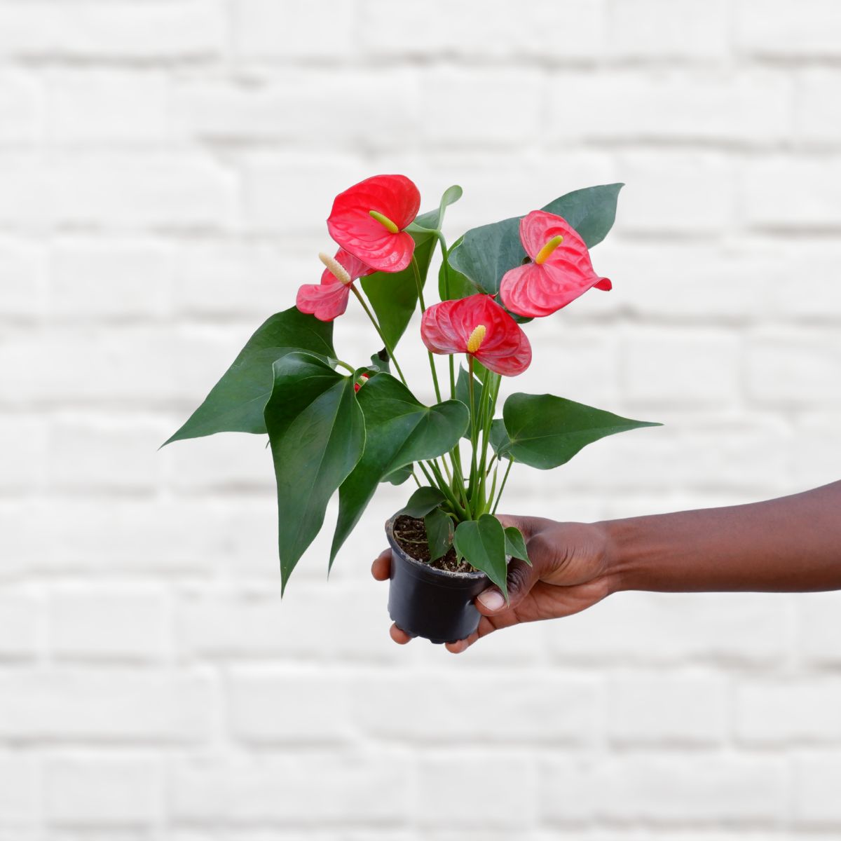 anthurium small Anthurium - Mini