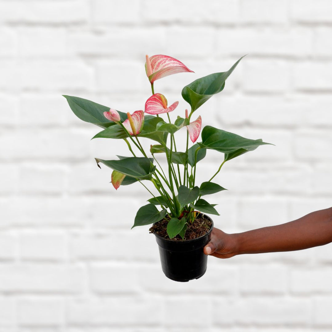 Anthurium - Pink - Shop Online!