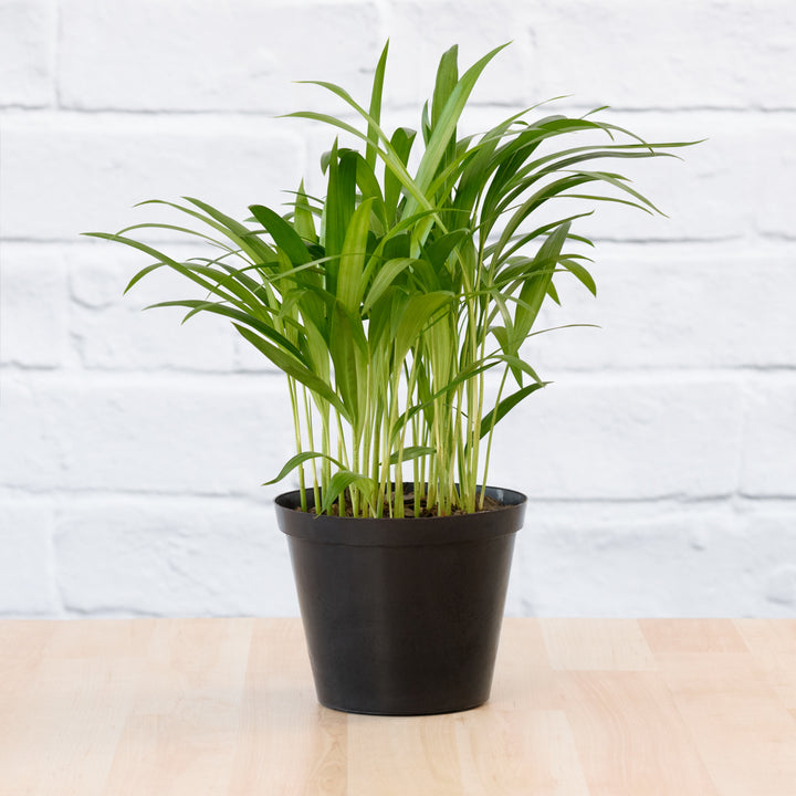 Parlor Palm - Shop Online!