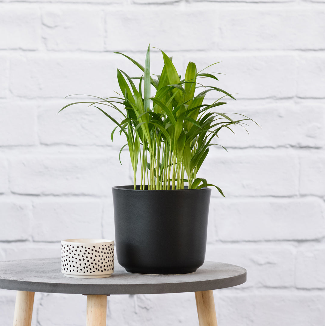 Parlor Palm - Shop Online!