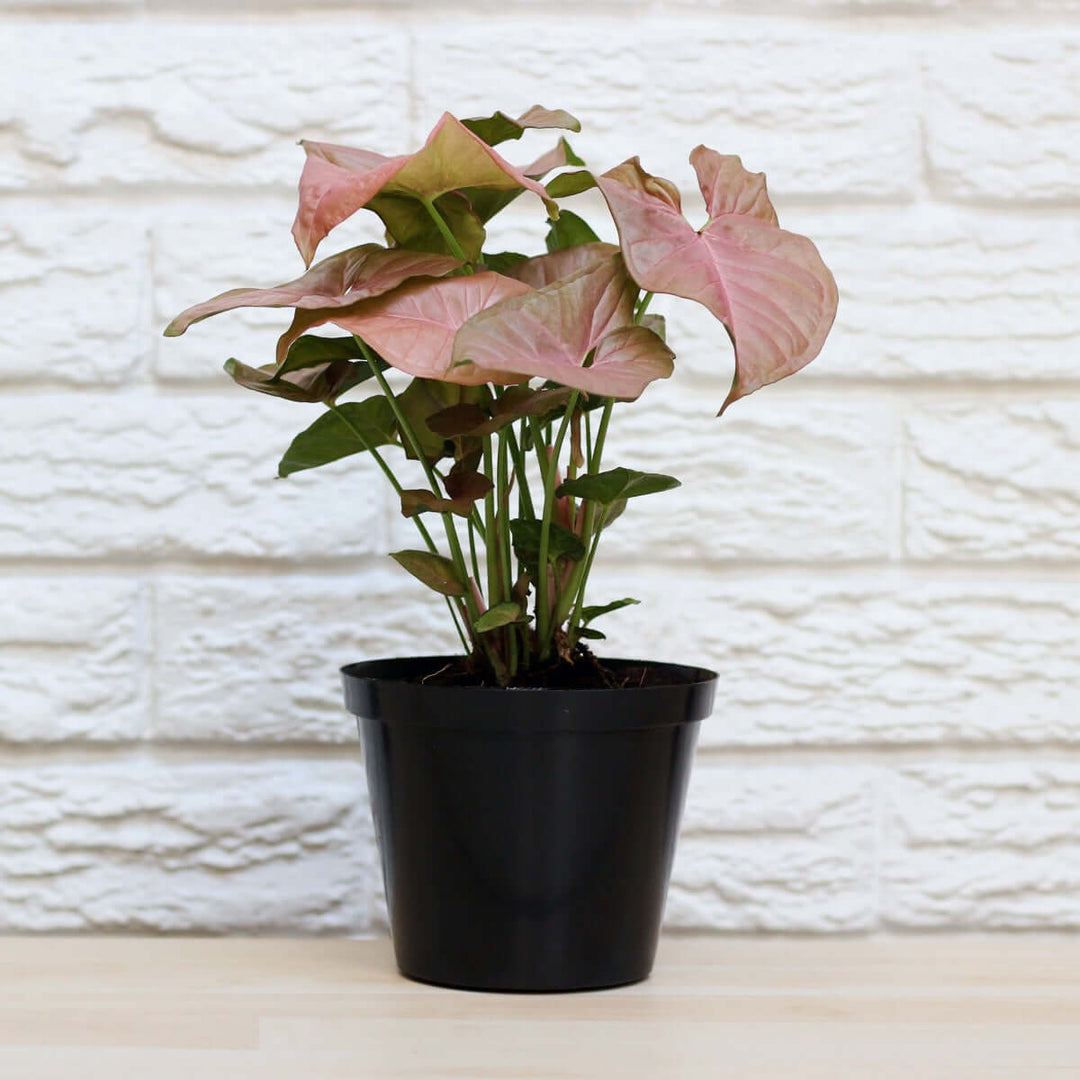 Arrowhead Plant - Neon - Shop Online!