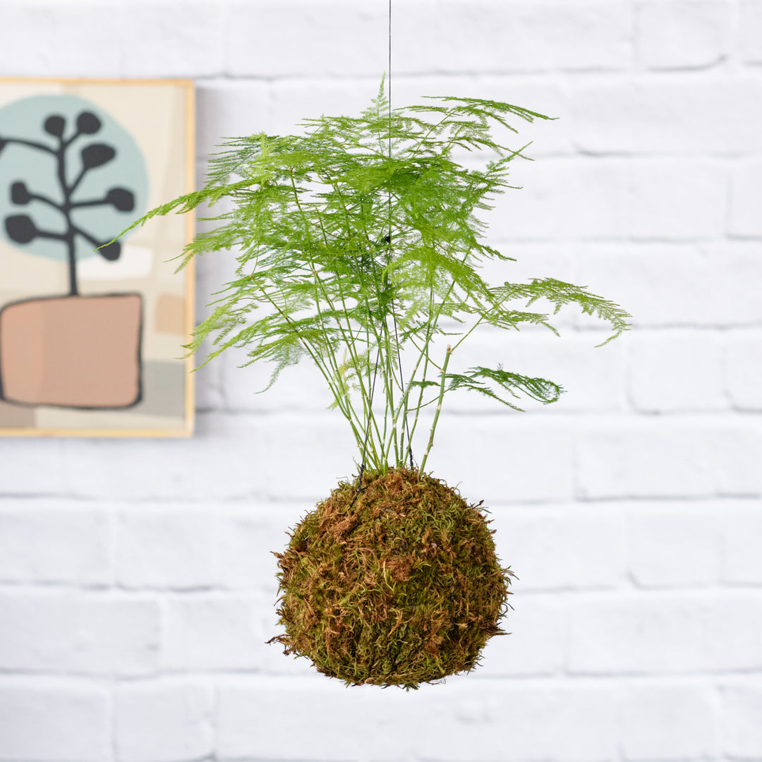 Lace Fern Mossball - Shop Online!