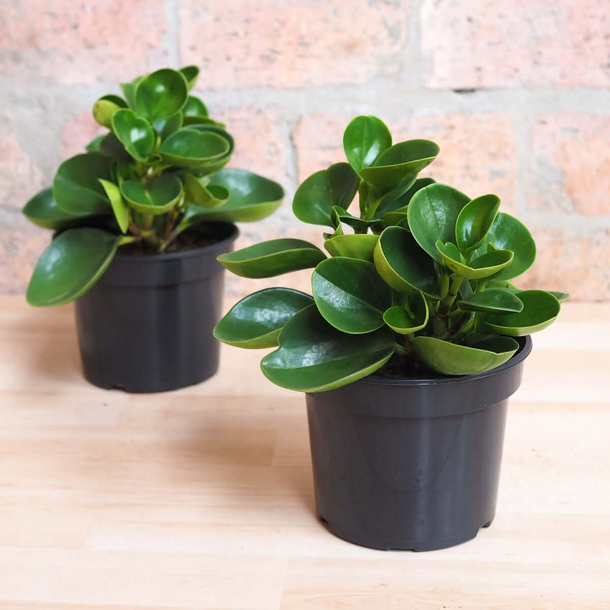 rubber jade plant Baby Rubber Plant - Red Edge