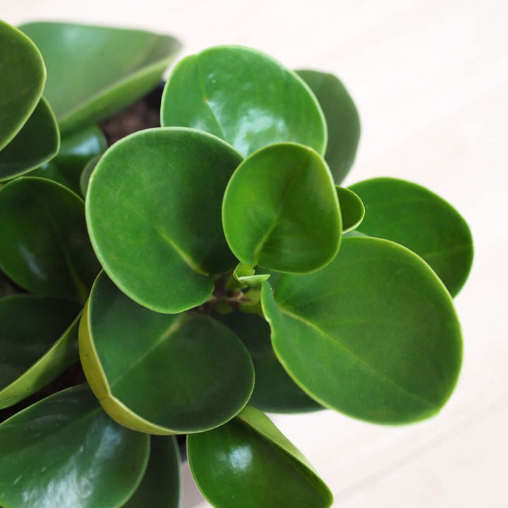 Baby Rubber Plant - Shop Online!