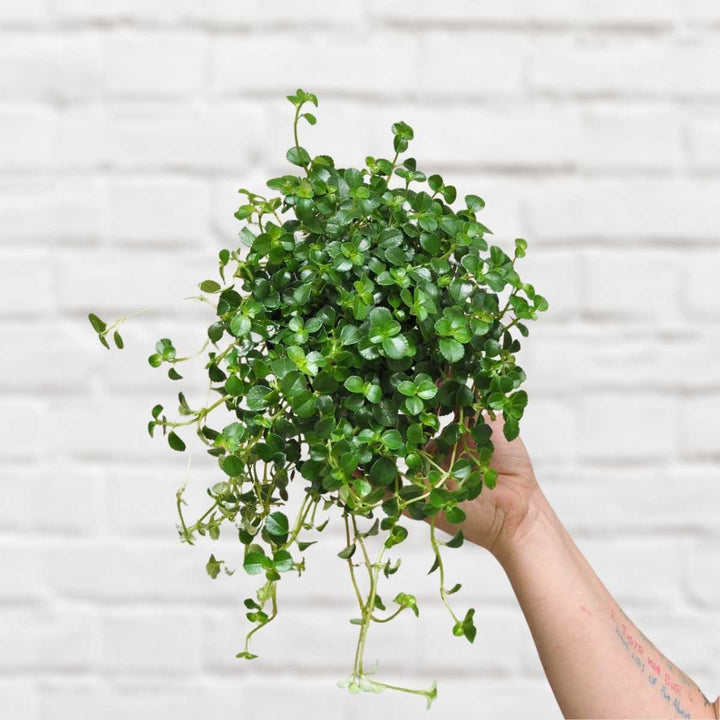 Baby's Tears - Shop Online!