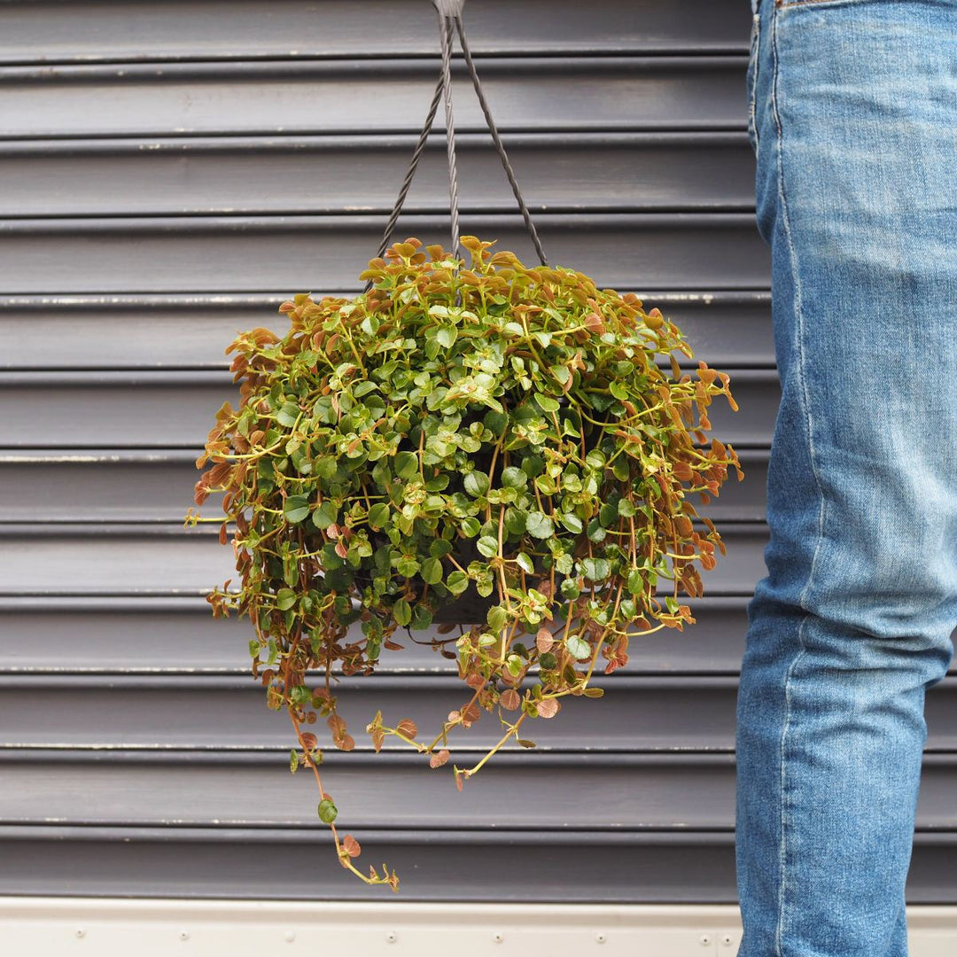 Baby's Tears - Shop Online!