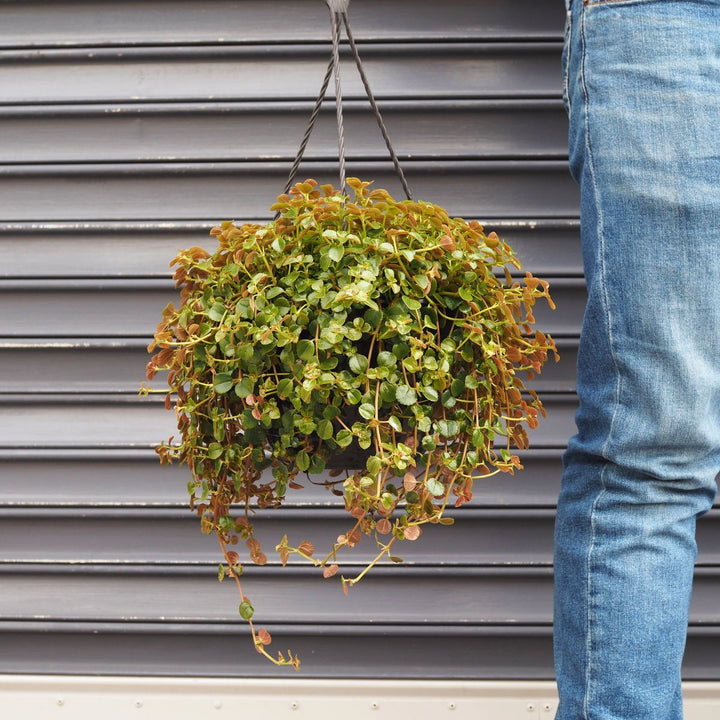 Baby's Tears - Shop Online!