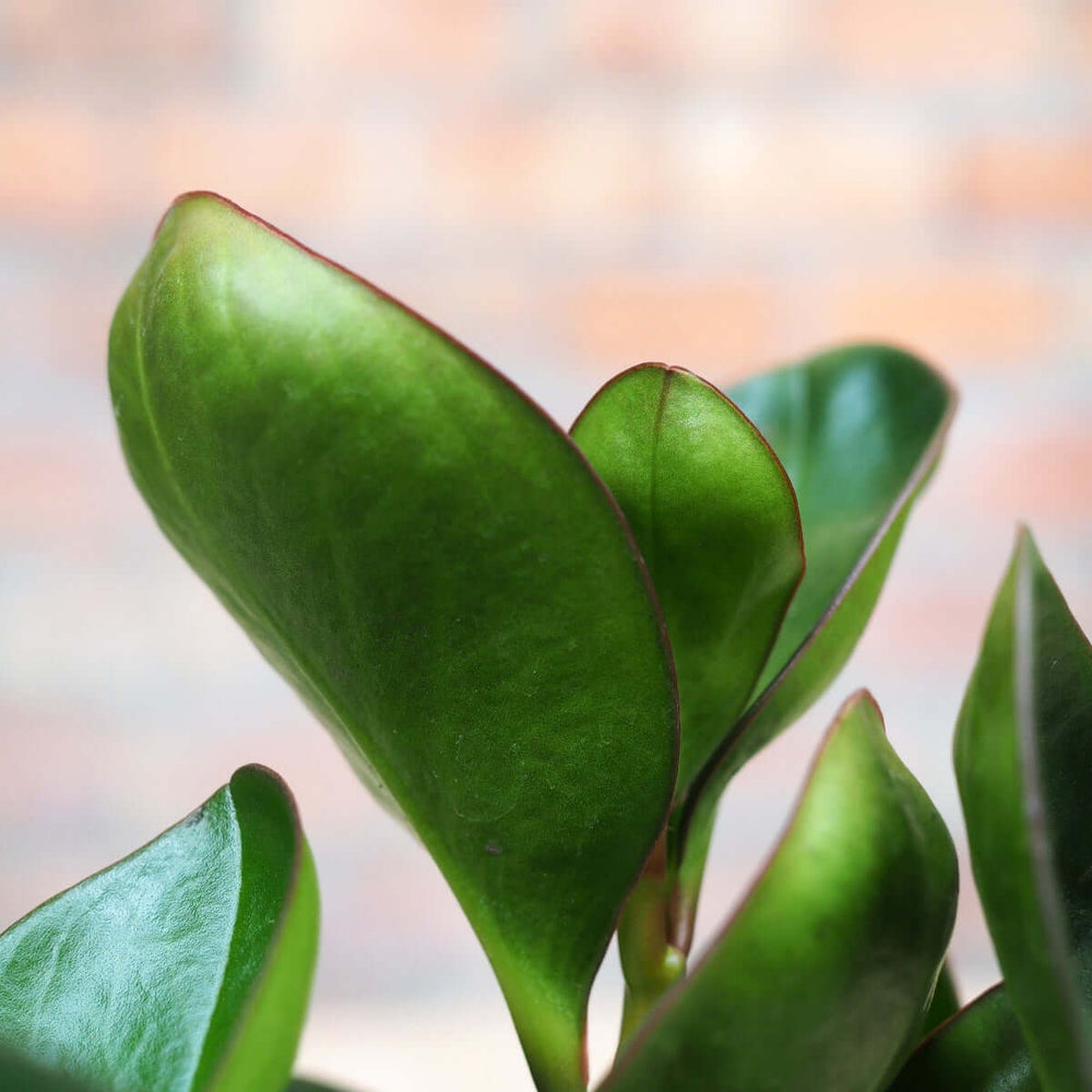 Baby Rubber Plant - Red Edge - Shop Online!