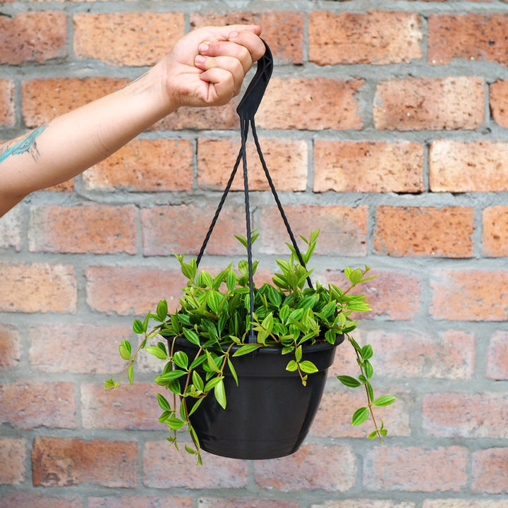 Beetle Peperomia - Shop Online!